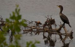 Impressions of the Ding Darling Wildlifepark on Sanibel Island 1