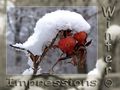 Impressions of Winter II von Daniel Liebscher