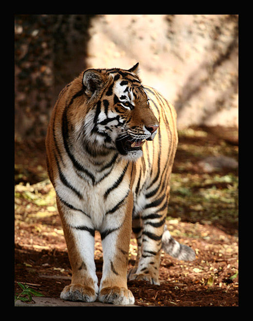 Impressive Tiger