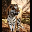 Impressive Tiger