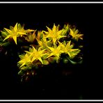 Imprevisti fiori gialli...