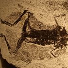 impronta de rana fósil