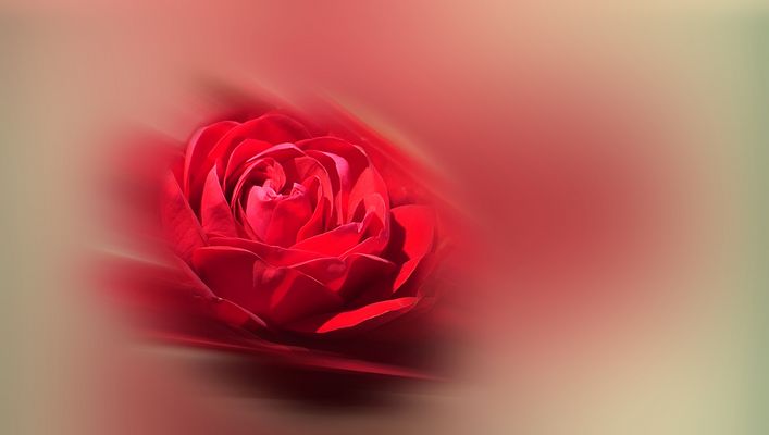 ... impulse fresh rose