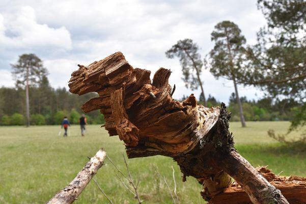 ImVisier:"Das schöne Vergehen"  