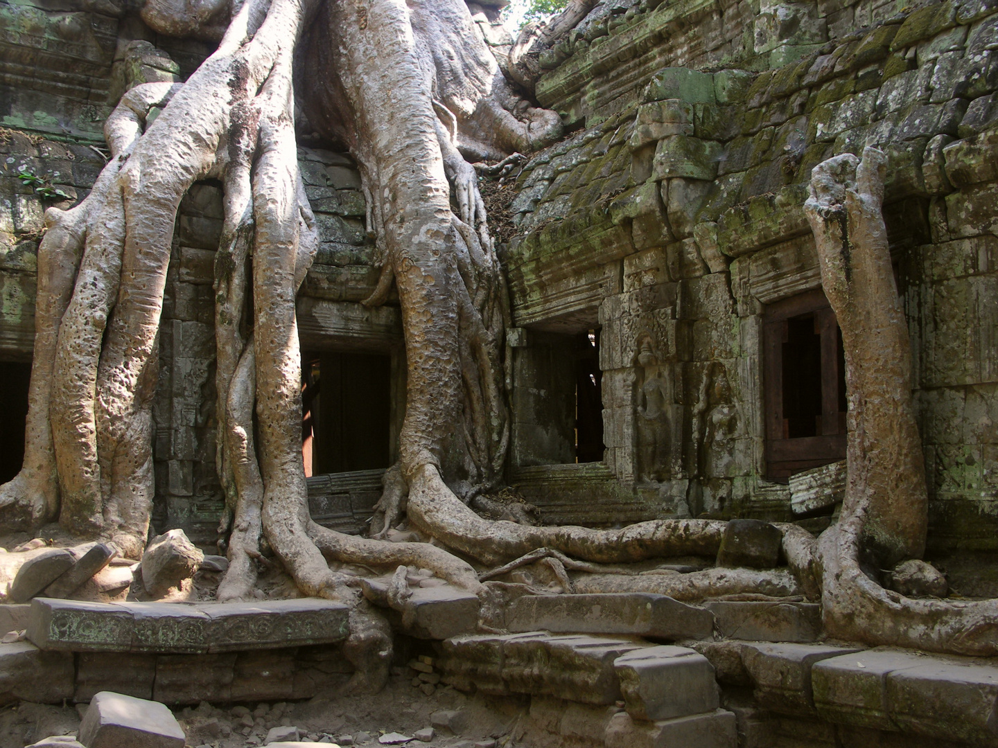 In 1000 Jahren vom Dschungel überwuchert Angkor/Cambodia