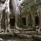 In 1000 Jahren vom Dschungel überwuchert Angkor/Cambodia