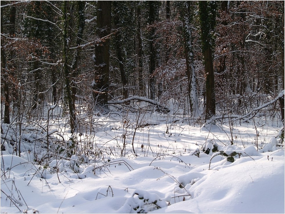 In 5 Tagen ist meteorologischer Frühlingsanfang...