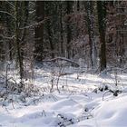 In 5 Tagen ist meteorologischer Frühlingsanfang...