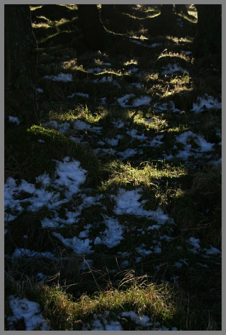 in a conifer plantation near ewartly shank Cheviot Hills