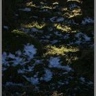 in a conifer plantation near ewartly shank Cheviot Hills