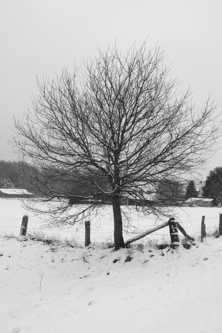 In a field of snow.