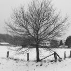 In a field of snow.