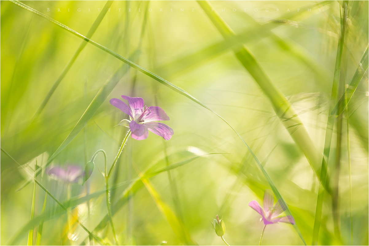 in a meadow......in August