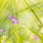 in a meadow......in August