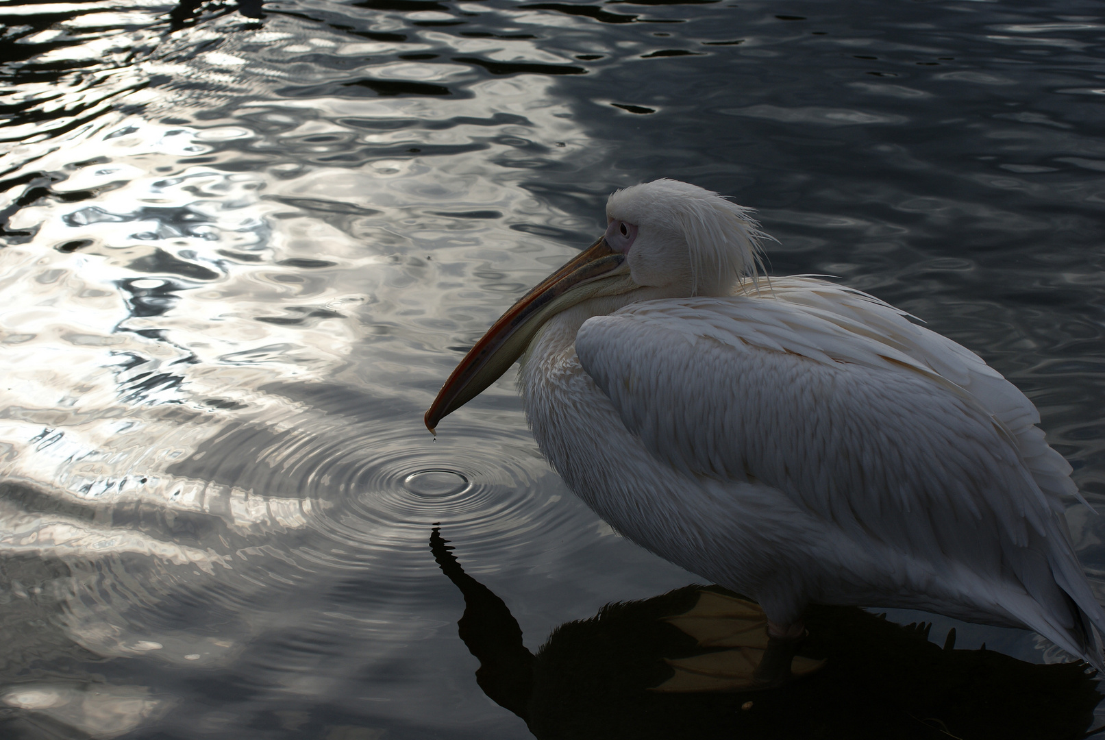 In a Ring of Bright Water