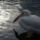 In a Ring of Bright Water