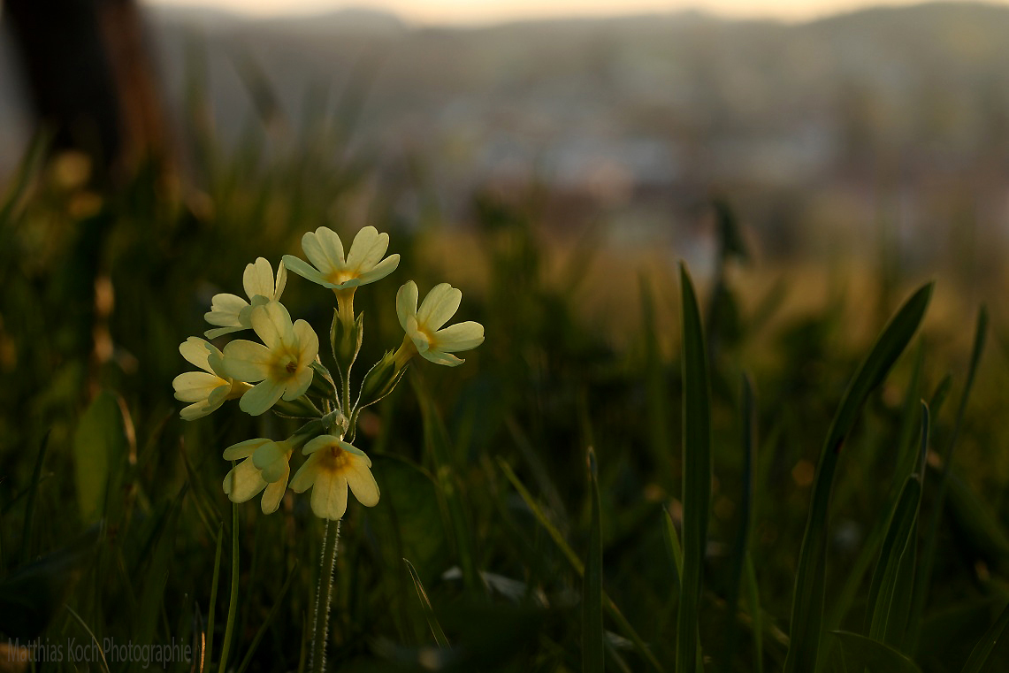 In Abendlicht