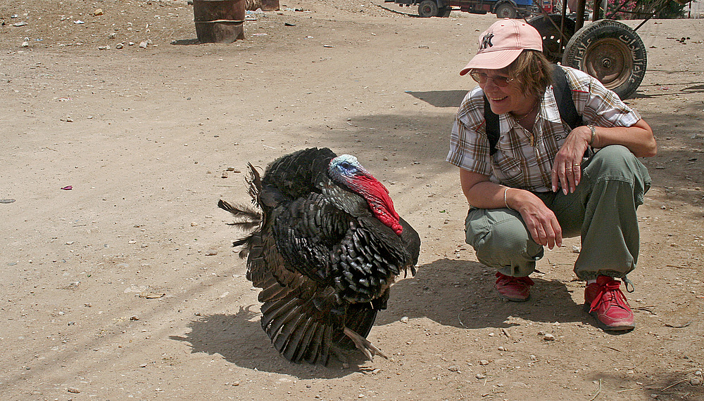 in ägypten trifft man schöne tolle tiere