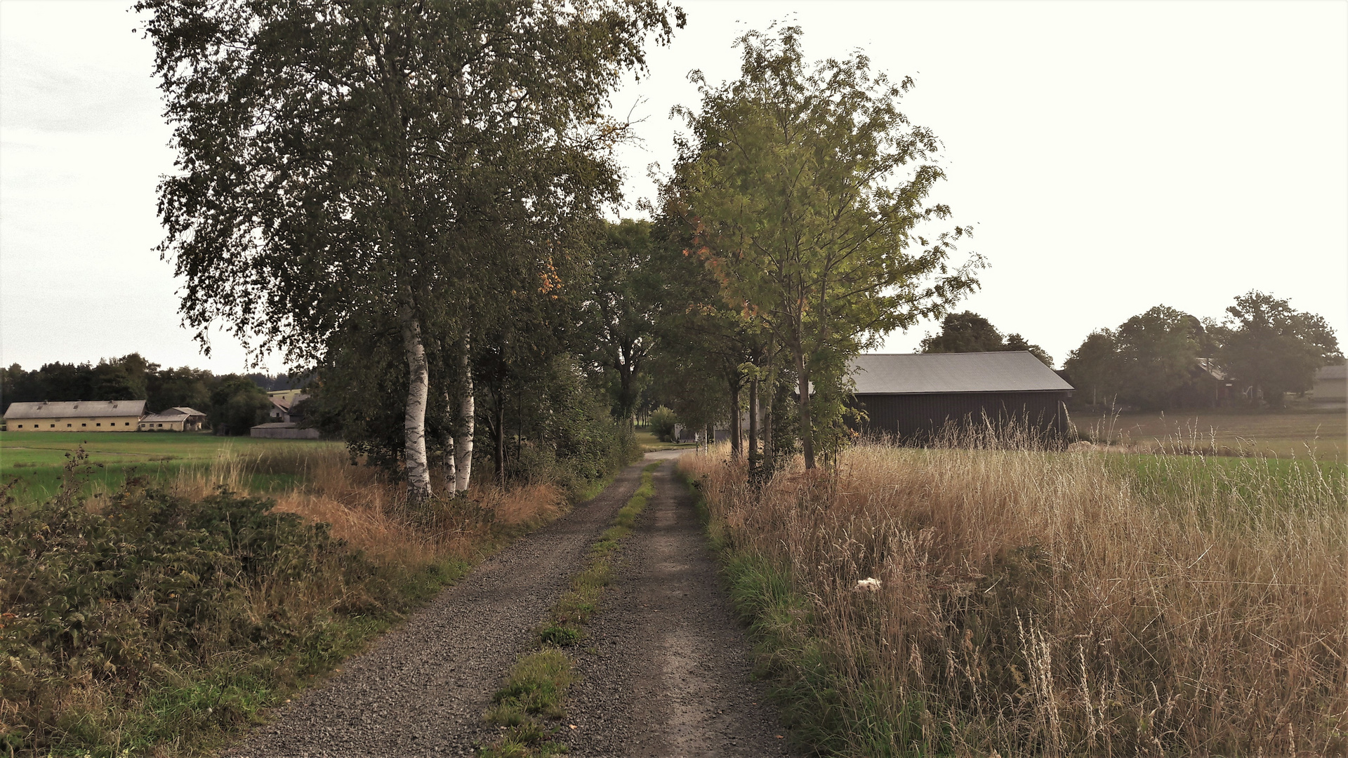 In aller Frühe (leichter Bodennebel rechts)auf dem Weg ins Dorf  30.8.2019