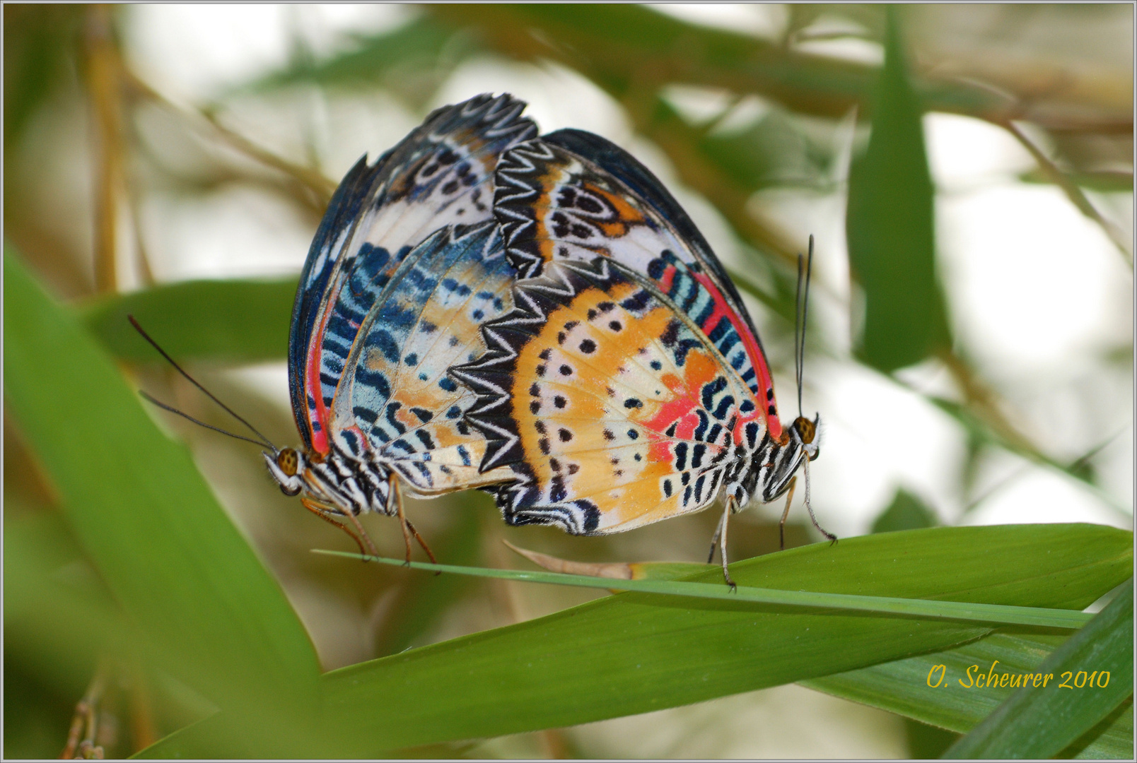 In aller Stille - Leoparden-Netzflügler (Cethosia cyane)