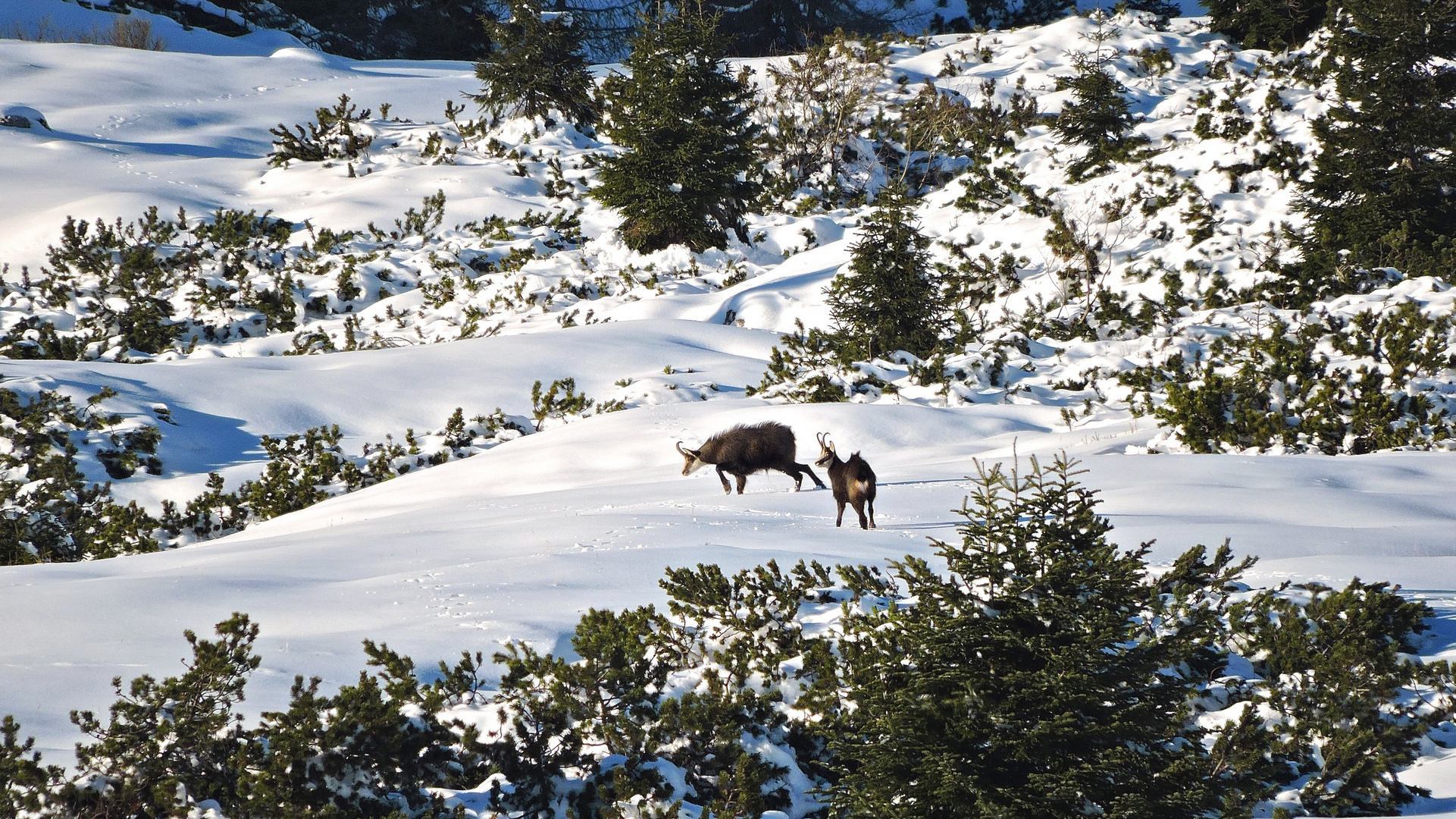 In amore tra la neve