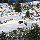 In amore tra la neve