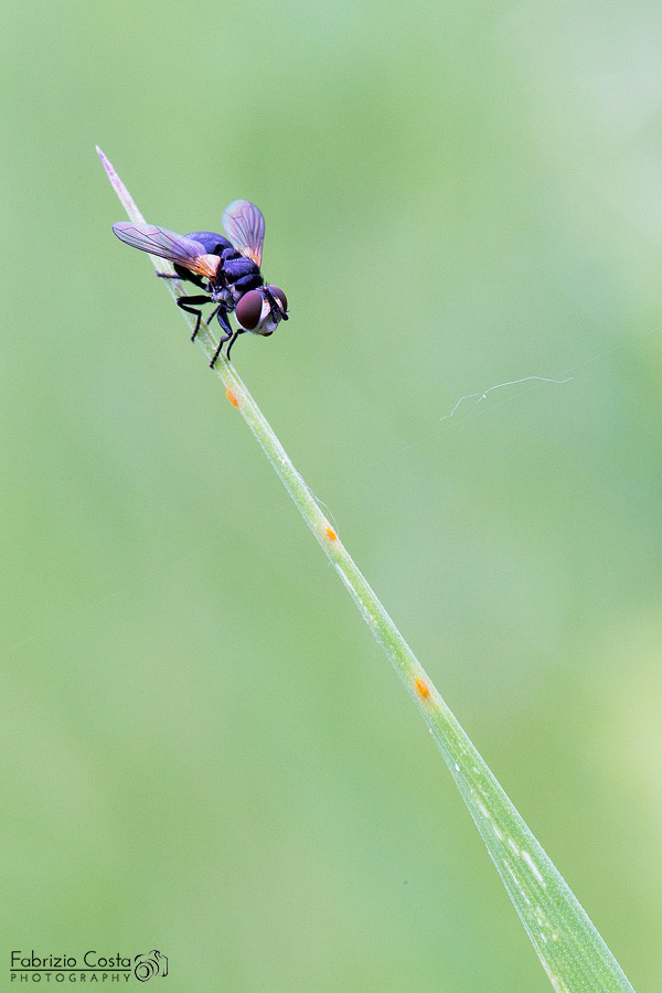 In assenza di farfalle.... la mosca!