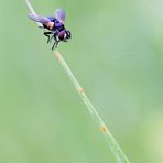 In assenza di farfalle.... la mosca!