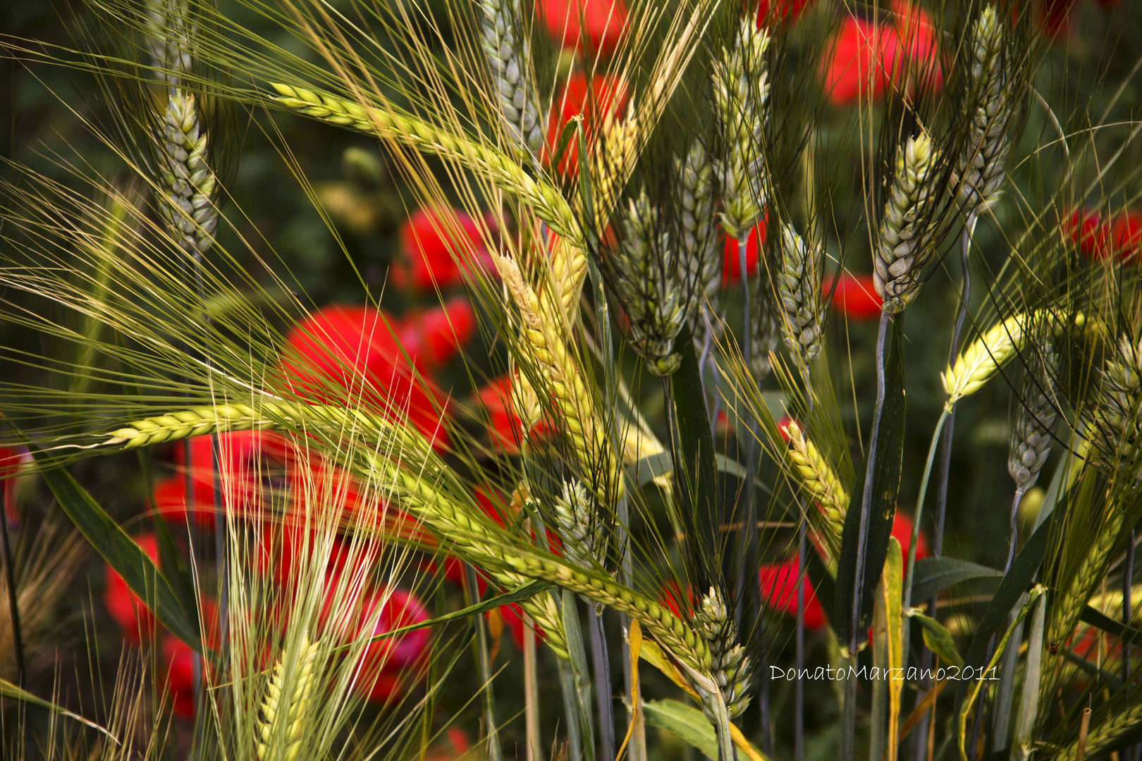 In attesa della primavera: i colori della Murgia