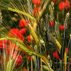 In attesa della primavera: i colori della Murgia