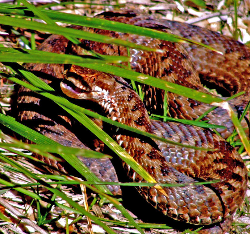 In attesa ( Vipera )