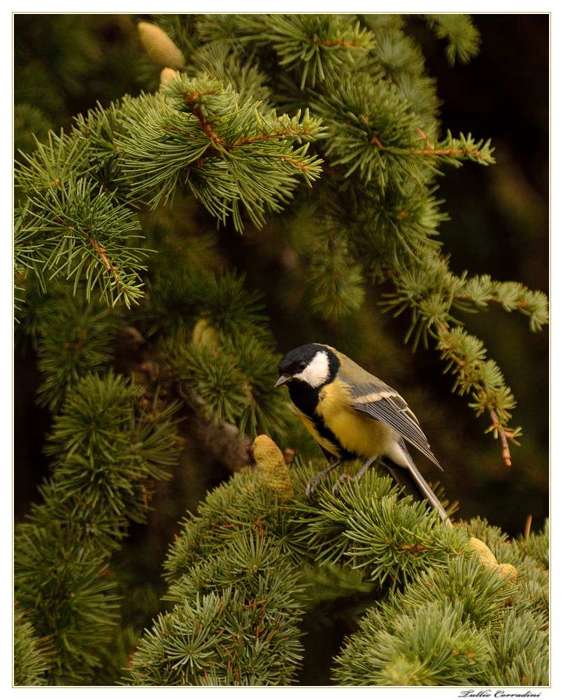 ..in attesa...del pasto!..