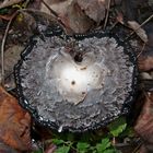 In Auflösung begriffener Schopftintling (Coprinus comatus)