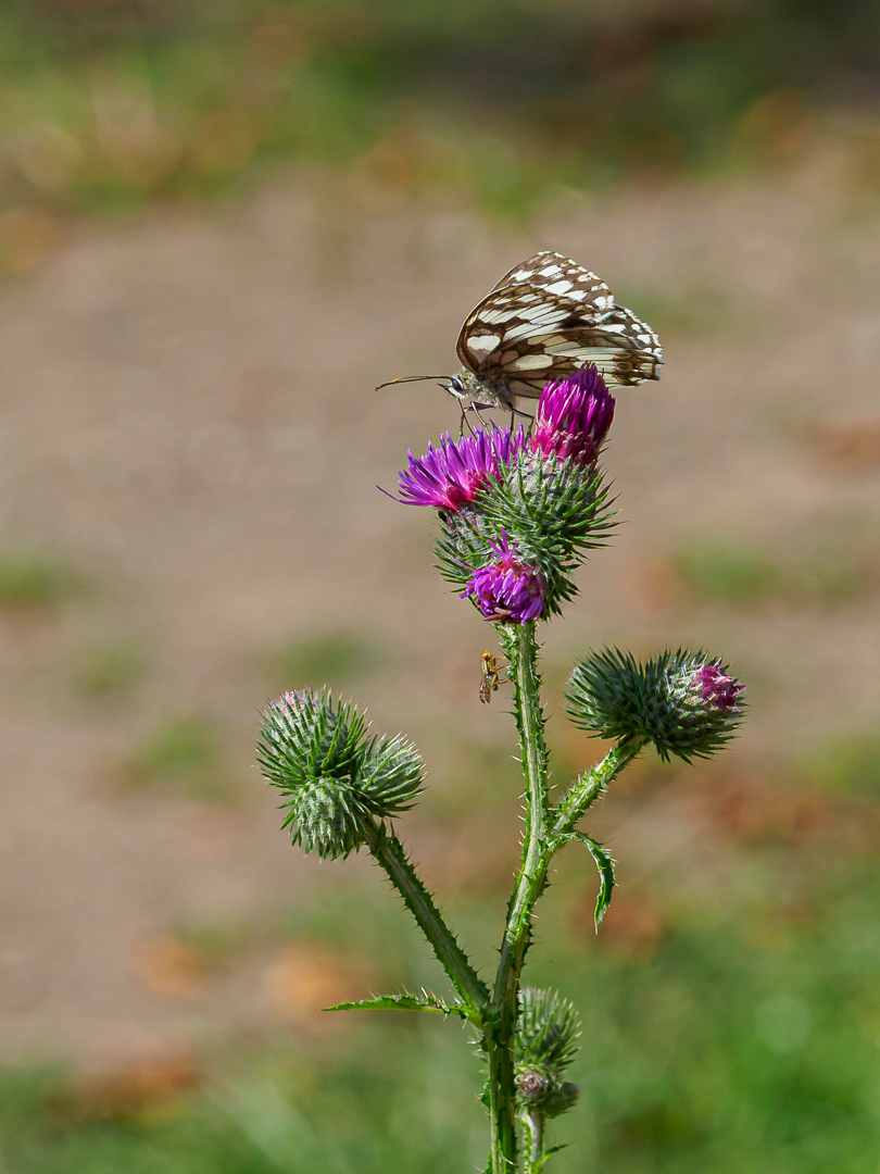 In Augenhöhe mit Faltern (5)