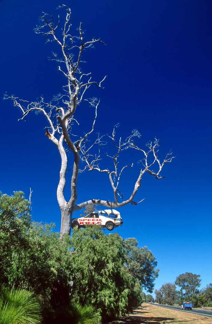 In Australien wachsen Autos an den Bäumen ...