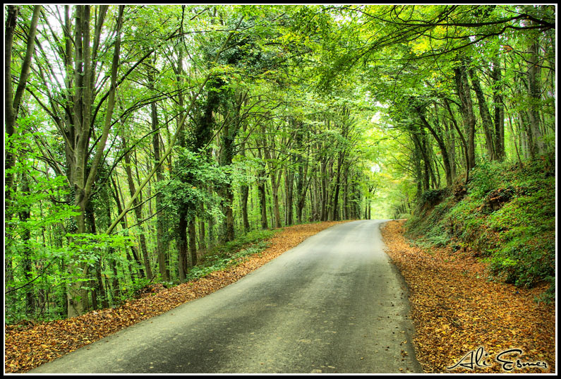 In autumn the road