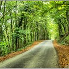 In autumn the road