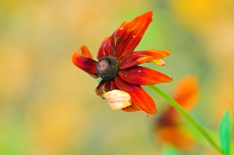 In autumn wind