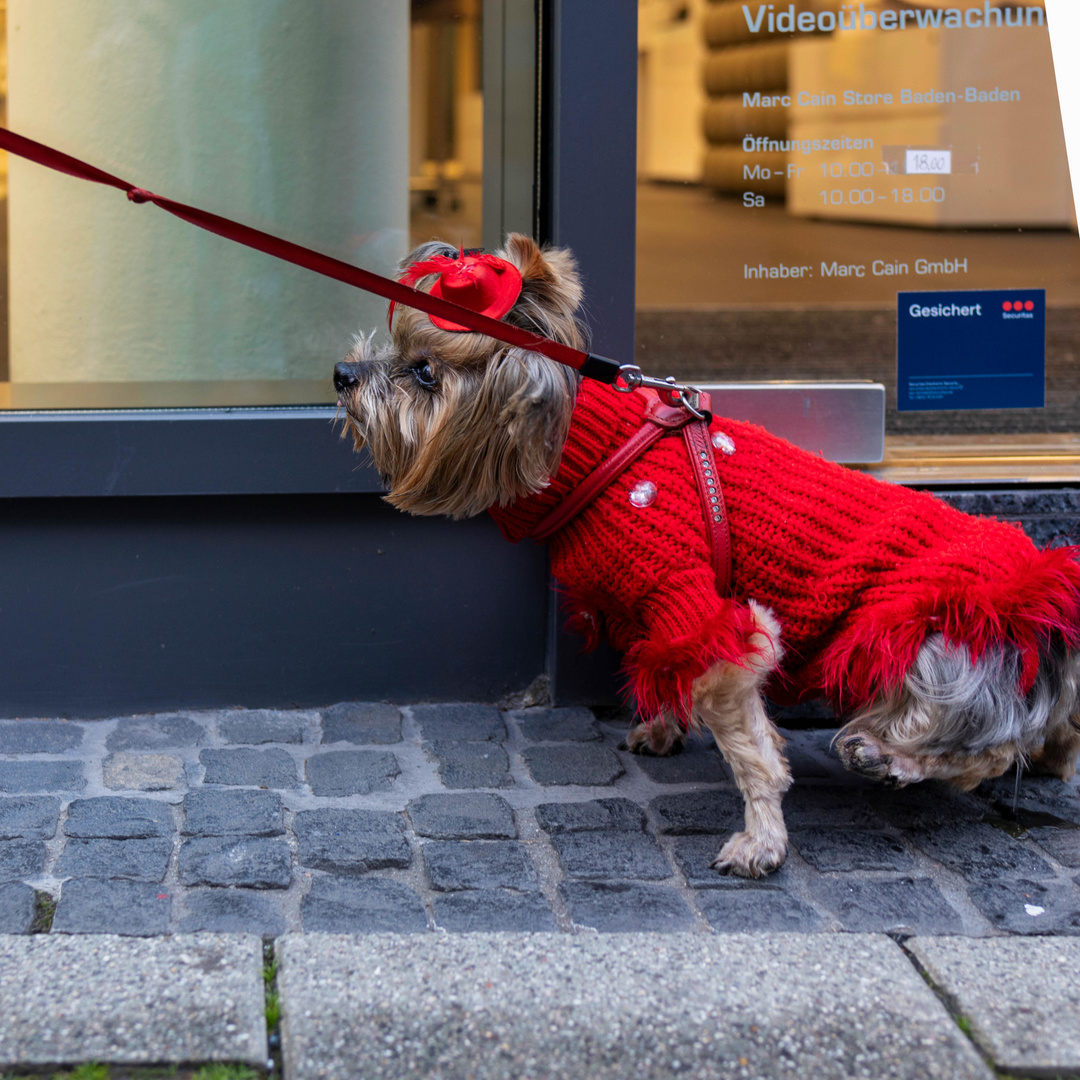 In Baden-Baden trägt (man) Hund Hut