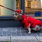 In Baden-Baden trägt (man) Hund Hut