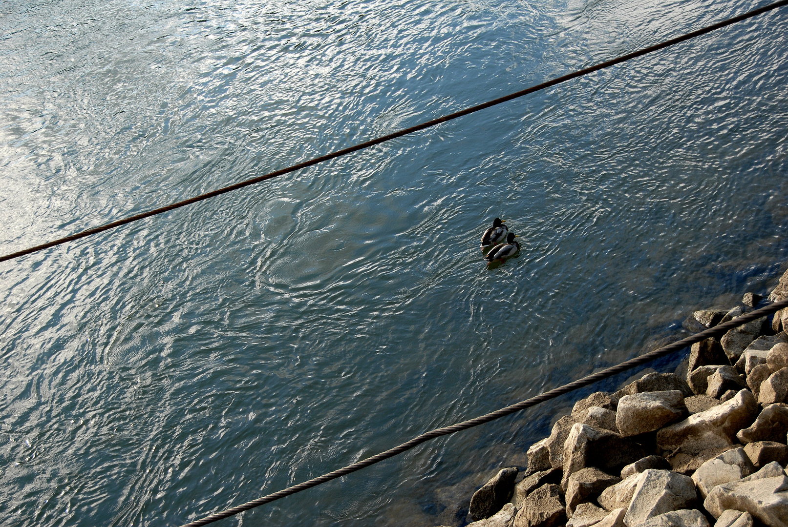 in Bahnen schwimmen