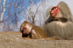 In beruhigender Gesellschaft