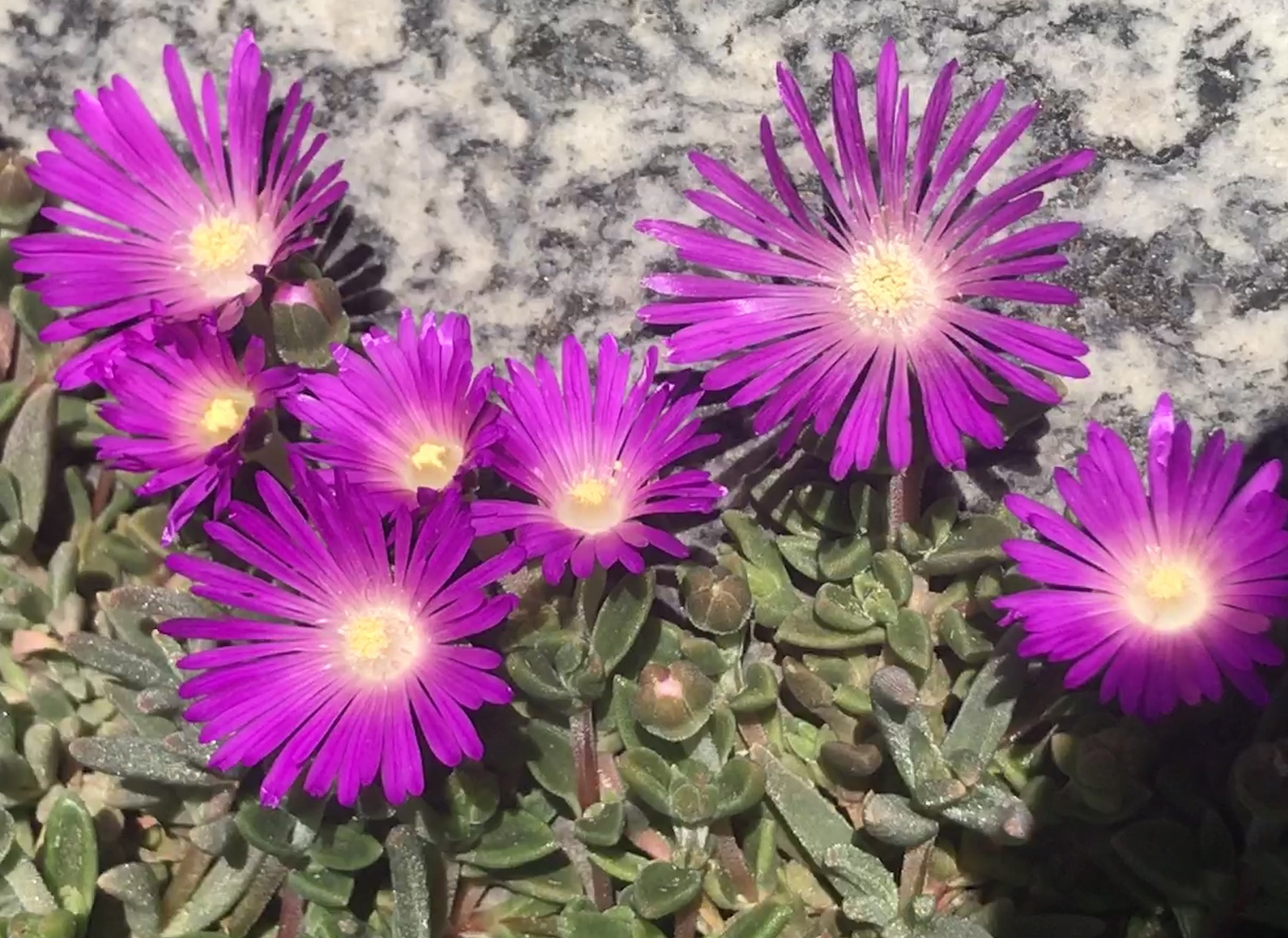 in bestechend schöner Farbe 