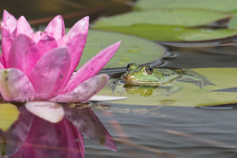 In Betrachtung einer Seerose.