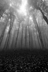 ... in bianco e nero ***/