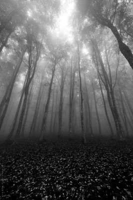 ... in bianco e nero ***/