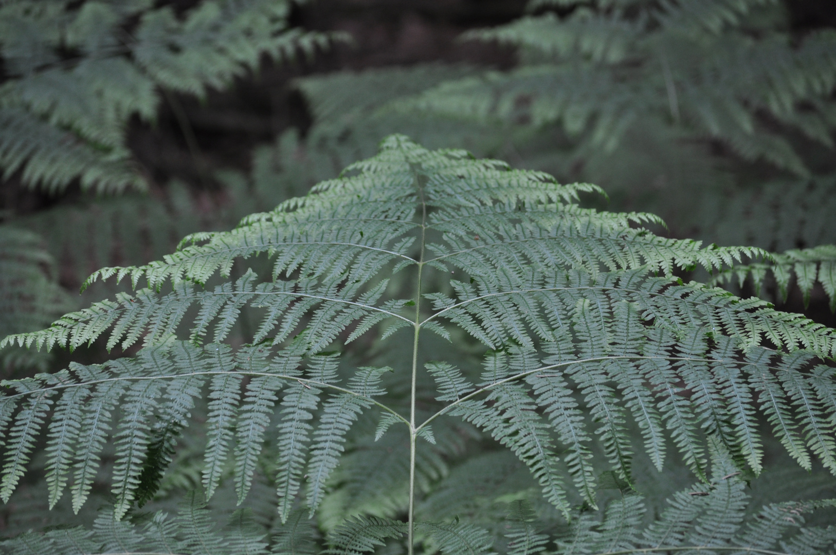 In Bismarcks Sachsenwald