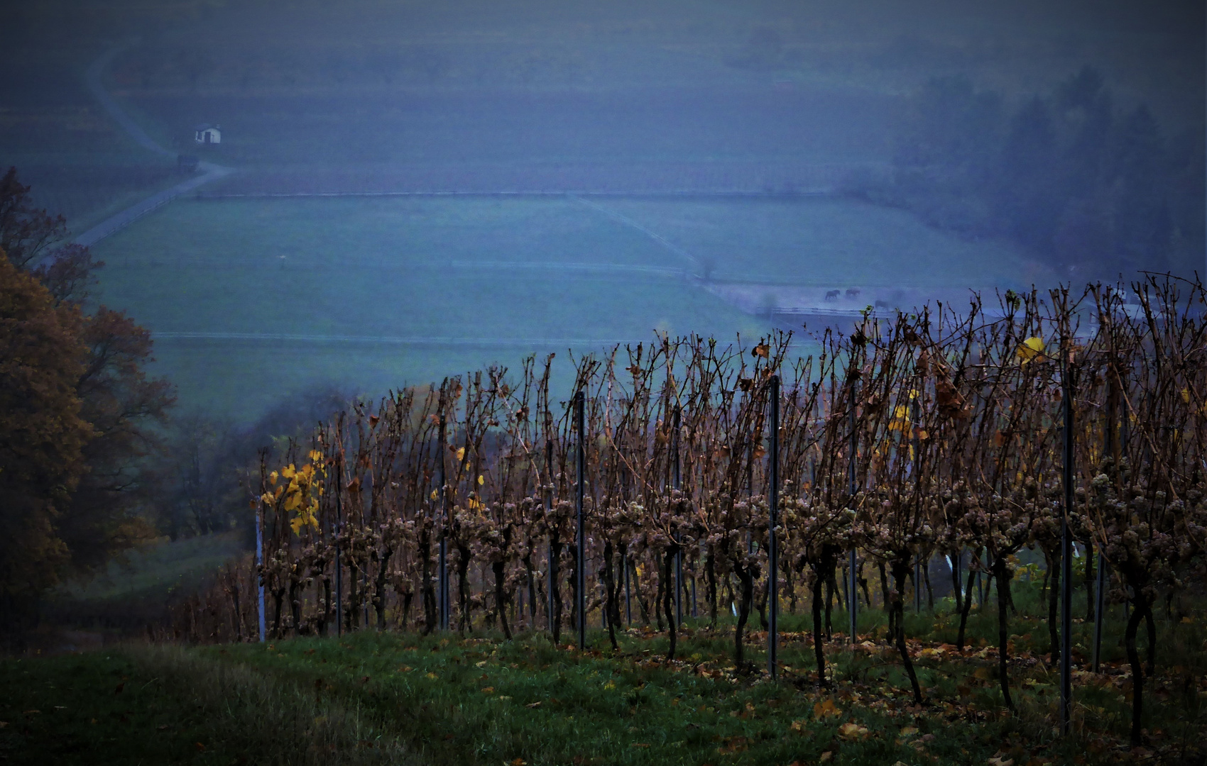 In blauen Stünden