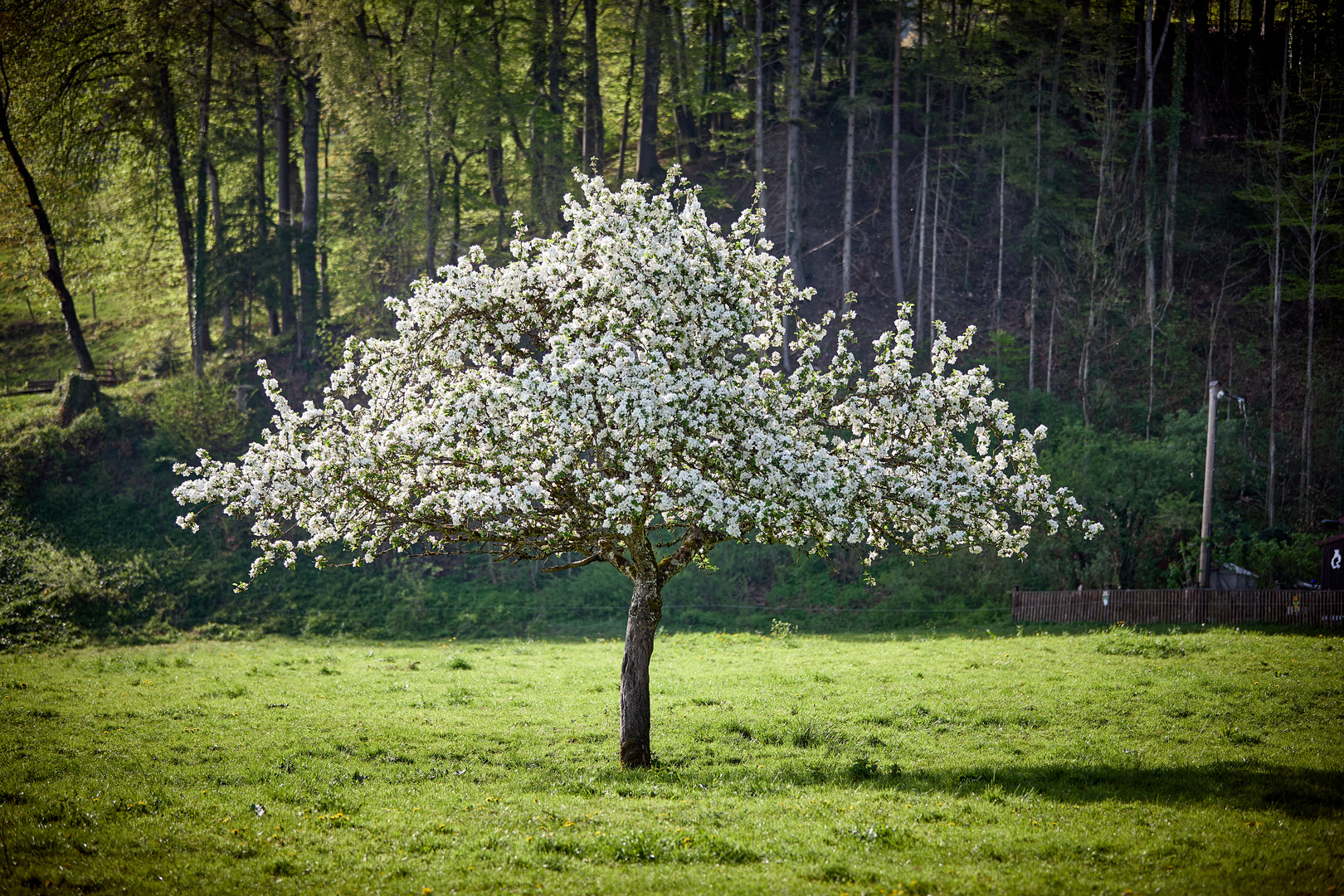 in bloom