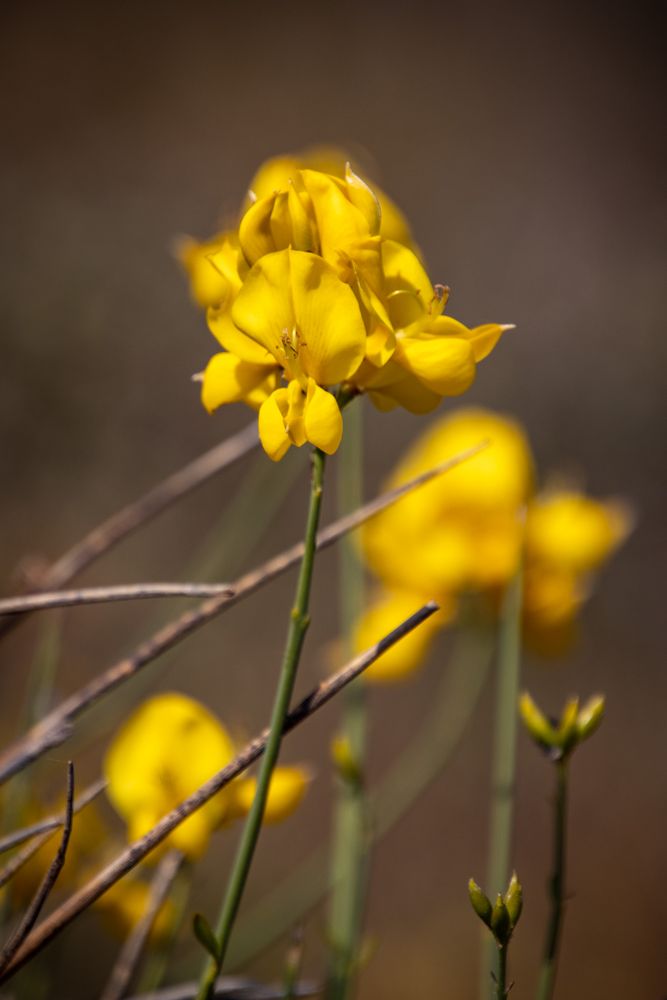 In Bloom